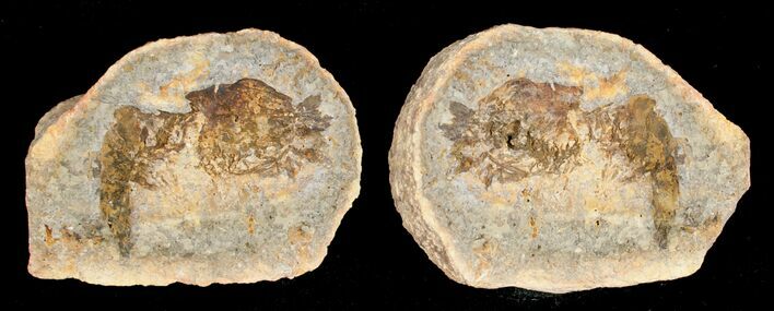 Triassic Fossil Shrimp From Madagascar #5162